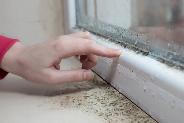 Best Mold Odor Removal Services  in USA